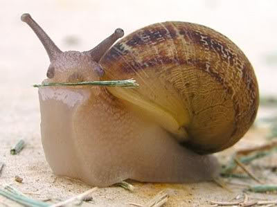 https://jabortnick.com/wp-content/uploads/2012/03/b6128-snail-j-p.jpg